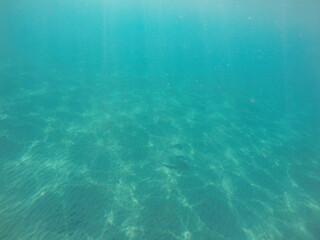  Himantura uarnak covered in sand reticulate whipray or honeycomb stingray is a species of stingray...