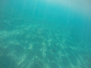  Himantura uarnak covered in sand reticulate whipray or honeycomb stingray is a species of stingray in the family Dasyatidae. It inhabits coastal waters in the western Indian Ocean including Red Sea