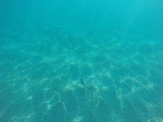  Himantura uarnak covered in sand reticulate whipray or honeycomb stingray is a species of stingray in the family Dasyatidae. It inhabits coastal waters in the western Indian Ocean including Red Sea