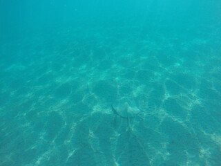  Himantura uarnak covered in sand reticulate whipray or honeycomb stingray is a species of stingray in the family Dasyatidae. It inhabits coastal waters in the western Indian Ocean including Red Sea