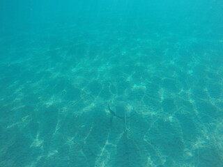 Himantura uarnak covered in sand  reticulate whipray or honeycomb stingray is a species of stingray in the family Dasyatidae. It inhabits coastal waters in the western Indian Ocean including Red Sea