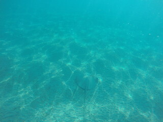 Himantura uarnak covered in sand  reticulate whipray or honeycomb stingray is a species of stingray...