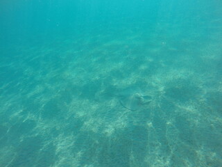 Himantura uarnak covered in sand  reticulate whipray or honeycomb stingray is a species of stingray in the family Dasyatidae. It inhabits coastal waters in the western Indian Ocean including Red Sea