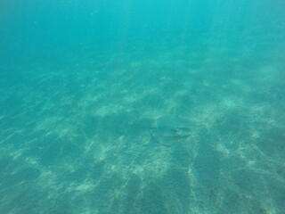 Himantura uarnak covered in sand  reticulate whipray or honeycomb stingray is a species of stingray...