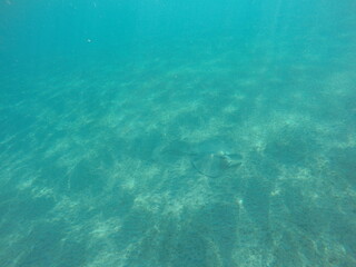 Himantura uarnak covered in sand  reticulate whipray or honeycomb stingray is a species of stingray in the family Dasyatidae. It inhabits coastal waters in the western Indian Ocean including Red Sea