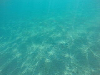 Himantura uarnak covered in sand  reticulate whipray or honeycomb stingray is a species of stingray in the family Dasyatidae. It inhabits coastal waters in the western Indian Ocean including Red Sea