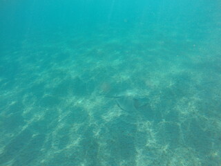 Obraz premium Himantura uarnak covered in sand reticulate whipray or honeycomb stingray is a species of stingray in the family Dasyatidae. It inhabits coastal waters in the western Indian Ocean including Red Sea