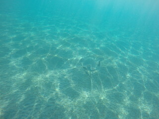 Himantura uarnak covered in sand  reticulate whipray or honeycomb stingray is a species of stingray in the family Dasyatidae. It inhabits coastal waters in the western Indian Ocean including Red Sea