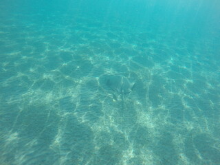 Himantura uarnak covered in sand  reticulate whipray or honeycomb stingray is a species of stingray in the family Dasyatidae. It inhabits coastal waters in the western Indian Ocean including Red Sea