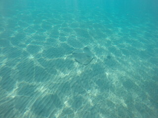 Himantura uarnak covered in sand  reticulate whipray or honeycomb stingray is a species of stingray...
