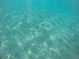 Himantura uarnak covered in sand  reticulate whipray or honeycomb stingray is a species of stingray in the family Dasyatidae. It inhabits coastal waters in the western Indian Ocean including Red Sea