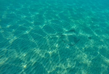 Himantura uarnak covered in sand  reticulate whipray or honeycomb stingray is a species of stingray in the family Dasyatidae. It inhabits coastal waters in the western Indian Ocean including Red Sea