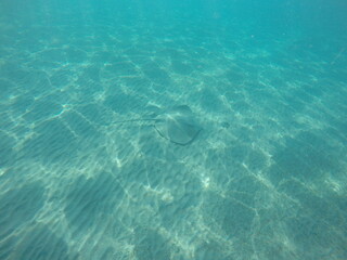 Himantura uarnak covered in sand  reticulate whipray or honeycomb stingray is a species of stingray in the family Dasyatidae. It inhabits coastal waters in the western Indian Ocean including Red Sea