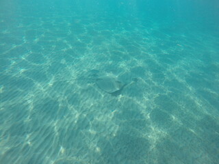 Himantura uarnak covered in sand  reticulate whipray or honeycomb stingray is a species of stingray in the family Dasyatidae. It inhabits coastal waters in the western Indian Ocean including Red Sea