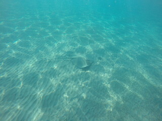 Himantura uarnak covered in sand  reticulate whipray or honeycomb stingray is a species of stingray in the family Dasyatidae. It inhabits coastal waters in the western Indian Ocean including Red Sea