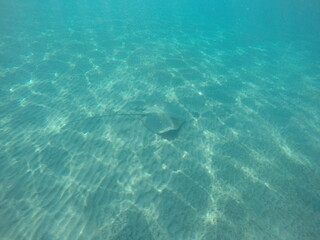 Himantura uarnak covered in sand  reticulate whipray or honeycomb stingray is a species of stingray in the family Dasyatidae. It inhabits coastal waters in the western Indian Ocean including Red Sea