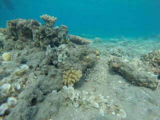 anemone, clown fish amphiprion bicinctus, padina and pocillopora