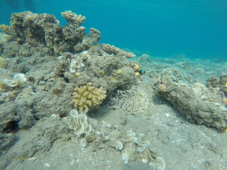 anemone, clown fish amphiprion bicinctus, padina and pocillopora