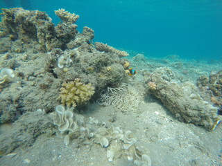anemone, clown fish amphiprion bicinctus, padina and pocillopora