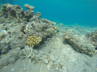 anemone, clown fish amphiprion bicinctus, padina and pocillopora