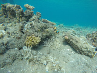 anemone, clown fish amphiprion bicinctus, padina and pocillopora