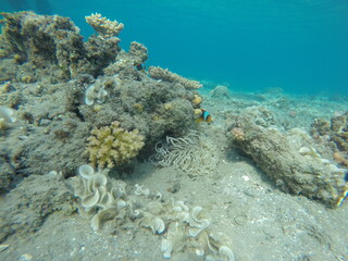 anemone, clown fish amphiprion bicinctus, padina and pocillopora
