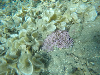 sebae anemone (Heteractis crispa), also known as leathery sea anemone, long tentacle anemone and padina genus of brown macroalgae in the family Dictyotaceae