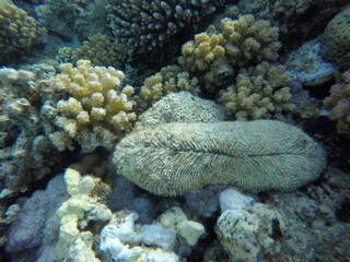 Ctenactis is a genus of solitary disc corals in the family Fungiidae. Members of this genus are found in the Indo-Pacific region