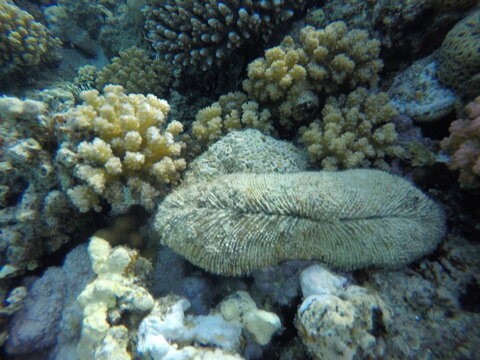 Ctenactis is a genus of solitary disc corals in the family Fungiidae. Members of this genus are found in the Indo-Pacific region