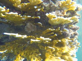 Millepora dichotoma, the net fire coral, is a species of hydrozoan, consisting of a colony of...