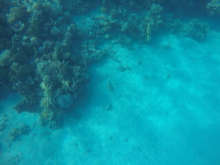 sea bed of an edge of coral reef in egypt