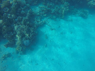 sea bed of an edge of coral reef in egypt