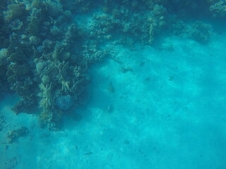 sea bed of an edge of coral reef in egypt