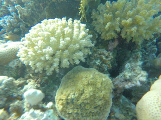 various coral species pocillopora, asteropora