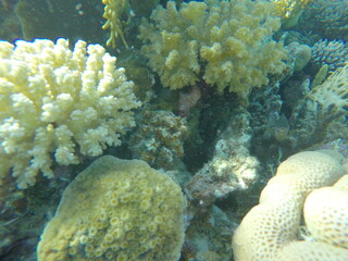 various coral species pocillopora, asteropora