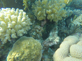 various coral species pocillopora, asteropora