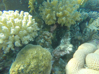 various coral species pocillopora, asteropora