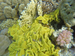 Turbinaria reniformis, commonly known as yellow scroll coral, is a species of colonial stony coral in the family Dendrophylliidae. It is native to the Indo-Pacific region. The International Union 