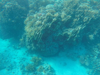 giant moray is a species of moray eel and a species of marine fish in the family Muraenidae. In terms of body mass, it is the largest moray eel; Gymnothorax javanicus