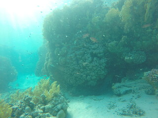 giant moray is a species of moray eel and a species of marine fish in the family Muraenidae. In terms of body mass, it is the largest moray eel; Gymnothorax javanicus