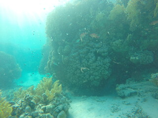 giant moray is a species of moray eel and a species of marine fish in the family Muraenidae. In terms of body mass, it is the largest moray eel; Gymnothorax javanicus