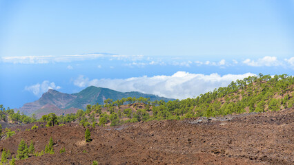 Overgrown volcanic landscape of Tenerife