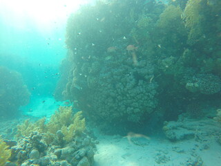 giant moray is a species of moray eel and a species of marine fish in the family Muraenidae. In terms of body mass, it is the largest moray eel; Gymnothorax javanicus