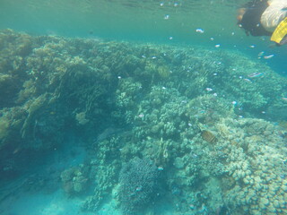 giant moray is a species of moray eel and a species of marine fish in the family Muraenidae. In terms of body mass, it is the largest moray eel; Gymnothorax javanicus