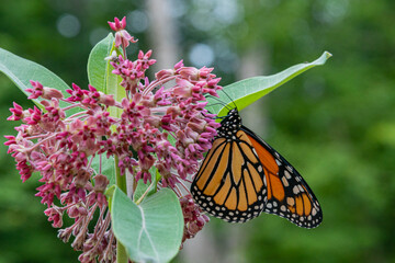 Monarch butterfly perched on pink milkweed flowers