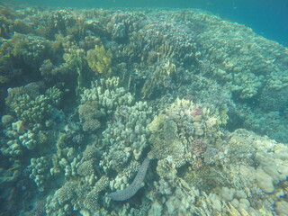 giant moray is a species of moray eel and a species of marine fish in the family Muraenidae. In terms of body mass, it is the largest moray eel; Gymnothorax javanicus
