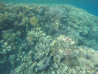 giant moray is a species of moray eel and a species of marine fish in the family Muraenidae. In terms of body mass, it is the largest moray eel; Gymnothorax javanicus