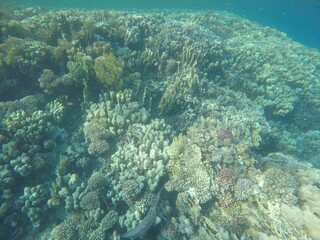 giant moray is a species of moray eel and a species of marine fish in the family Muraenidae. In terms of body mass, it is the largest moray eel; Gymnothorax javanicus