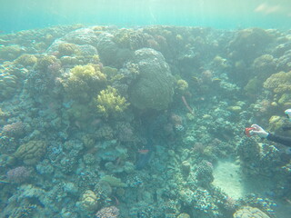 giant moray is a species of moray eel and a species of marine fish in the family Muraenidae. In terms of body mass, it is the largest moray eel; Gymnothorax javanicus