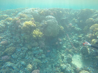 giant moray is a species of moray eel and a species of marine fish in the family Muraenidae. In...